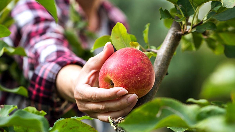 Apfel pflücken vom Apfelbaum